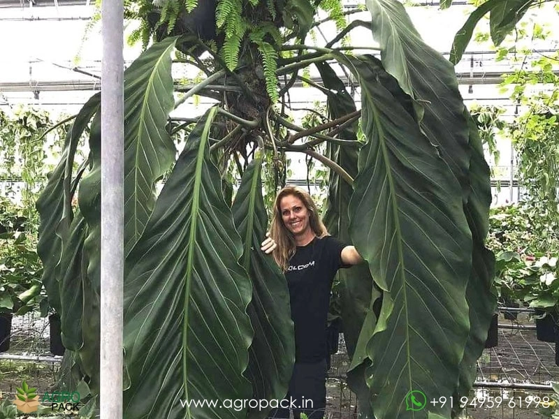 large cat palm Buy the Cat Palm, Live Tropical Plant Indoor  Eureka Farms