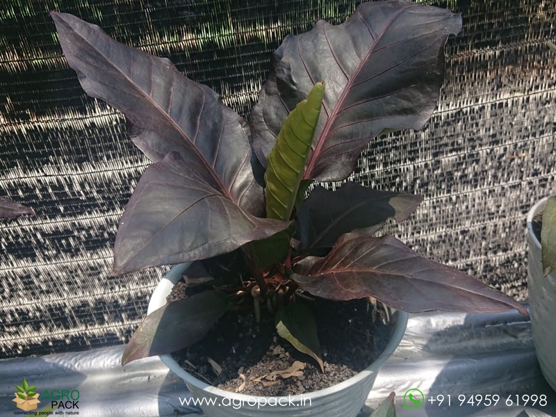 Anthurium-Black-Dragon3