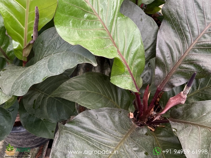 Anthurium-Black-Dragon4