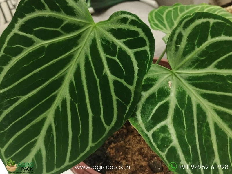 Anthurium-Crystal-Hope1
