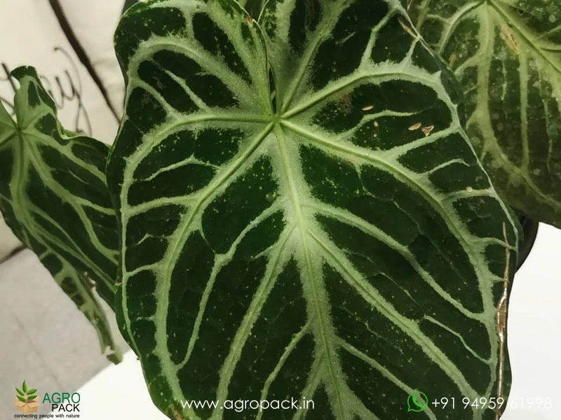 Anthurium-Crystal-Hope2
