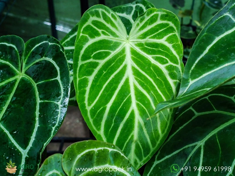 Anthurium-Crystal-Hope3