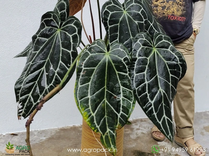 Anthurium Crystallinum Dark Narrow Plant For Sale In India | Online plant  nursery