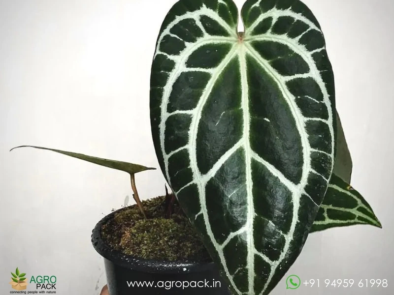 Anthurium Crystallinum Dark Narrow Plant For Sale In India | Online plant  nursery
