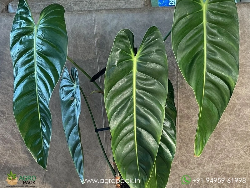 Anthurium Esmeraldense Plant For Sale In India | Online plant nursery