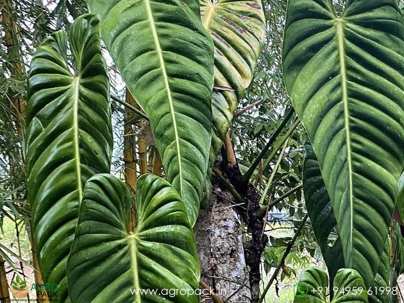 Anthurium-Esmeraldense2