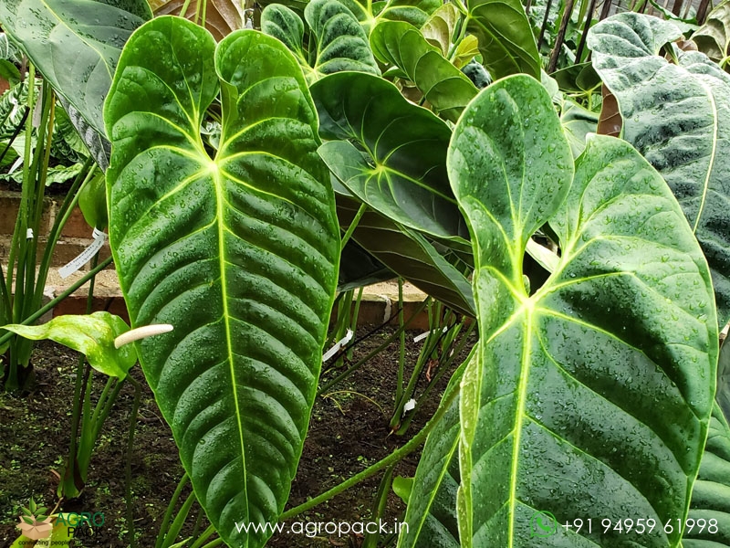 Anthurium-Esmeraldense3