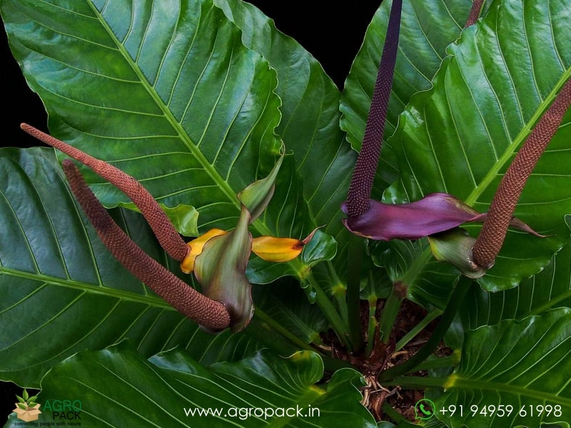 Anthurium-Hookeri1