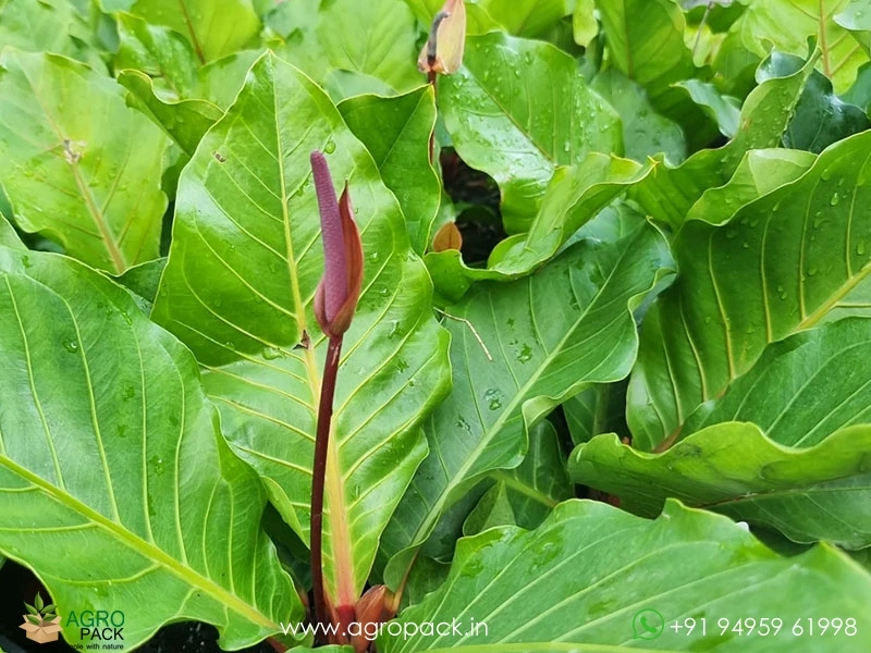 Anthurium-Hookeri3