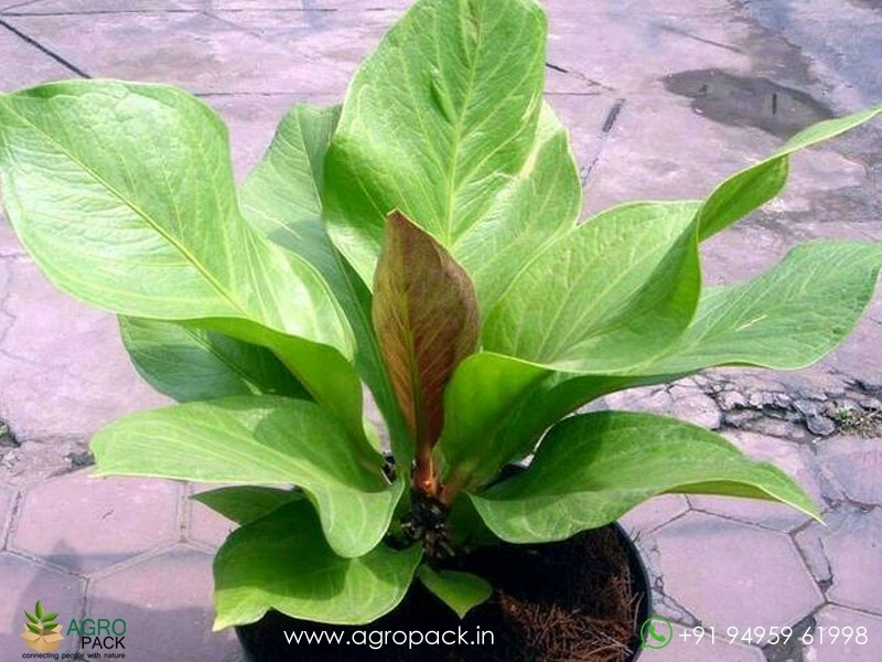 Anthurium-Jenmani-Cobra3