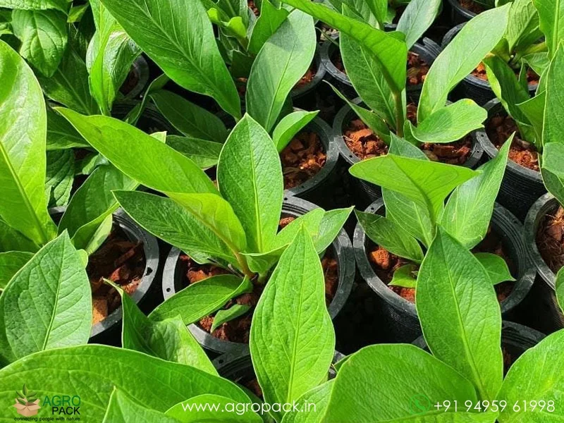 Anthurium-Jenmanii1