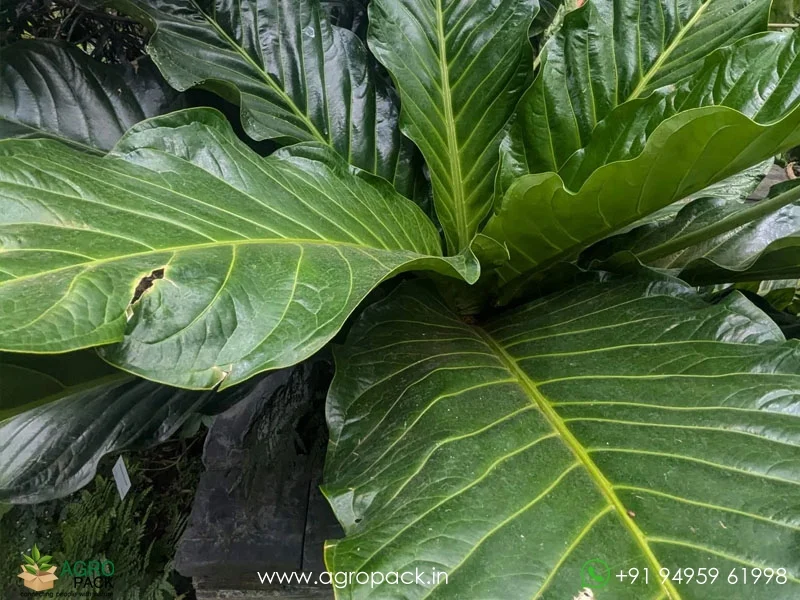 Anthurium-Jenmanii2