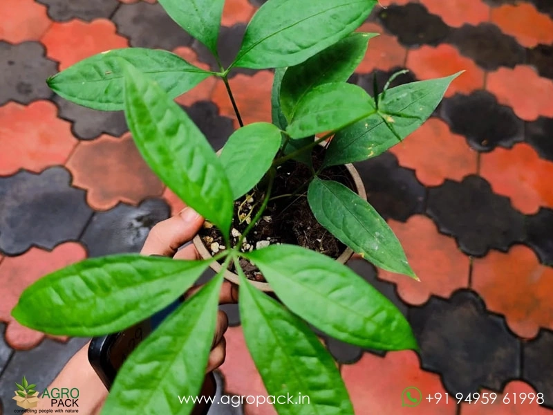 Anthurium-Kunthii1