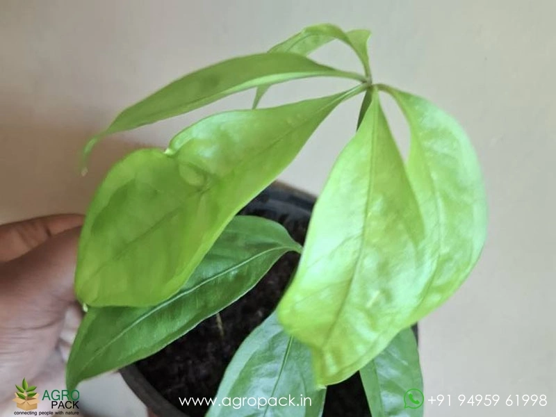 Anthurium-Kunthii3