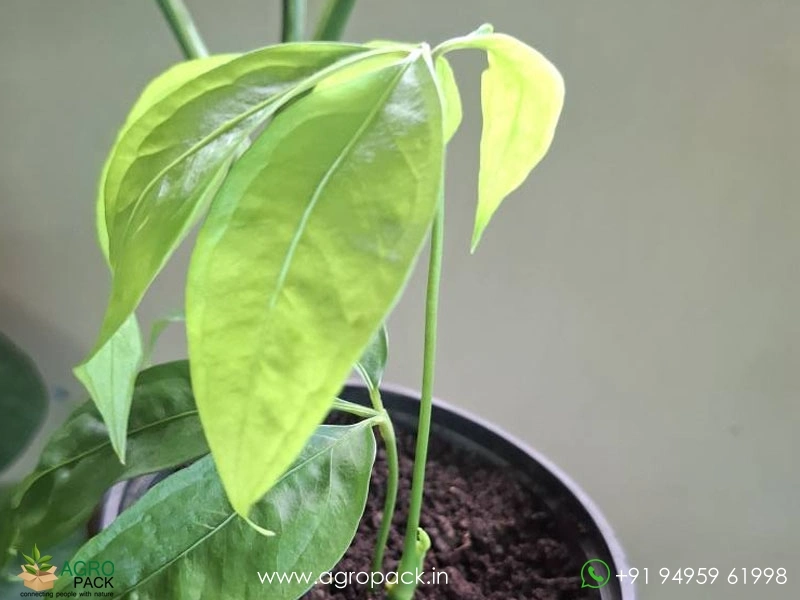 Anthurium-Kunthii4