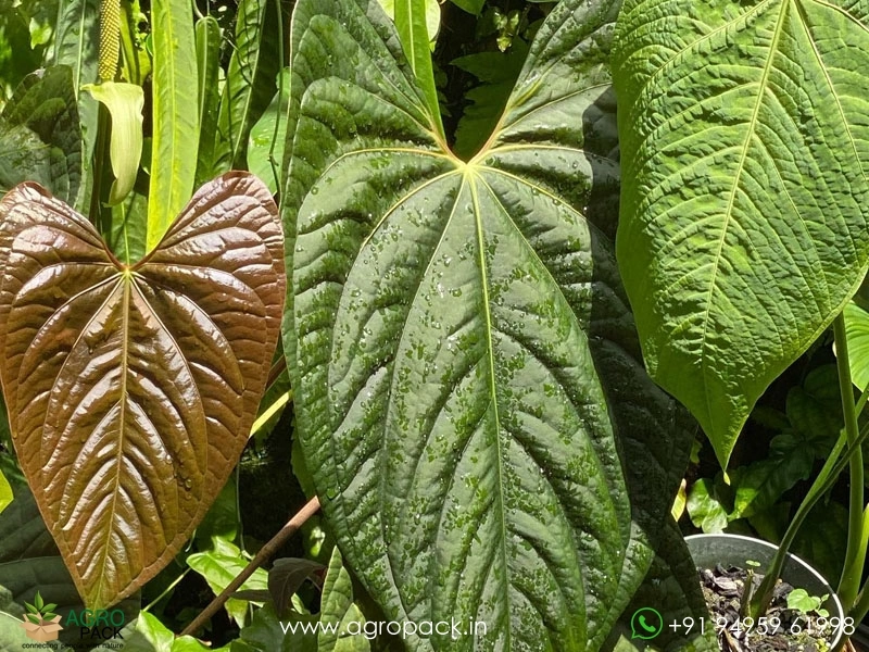 Anthurium-Laxurian-Hybrid1