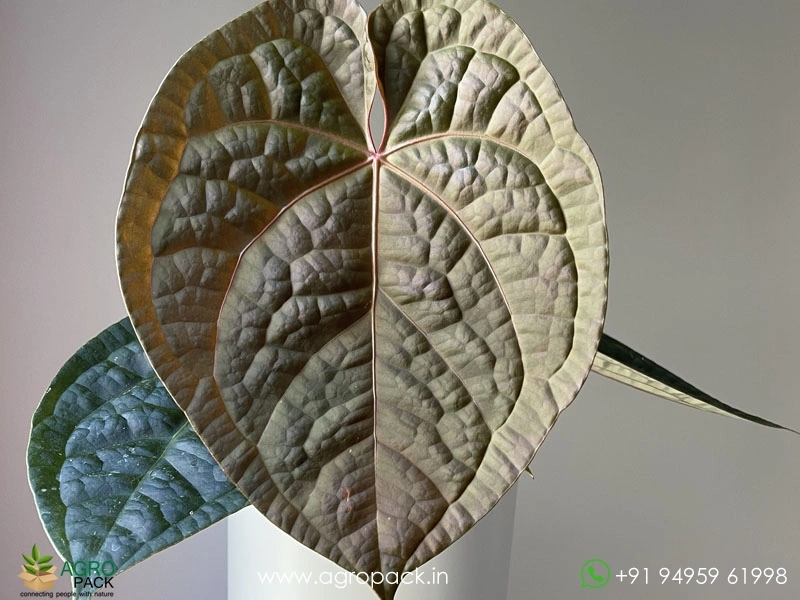 Anthurium-Laxurian-Hybrid2