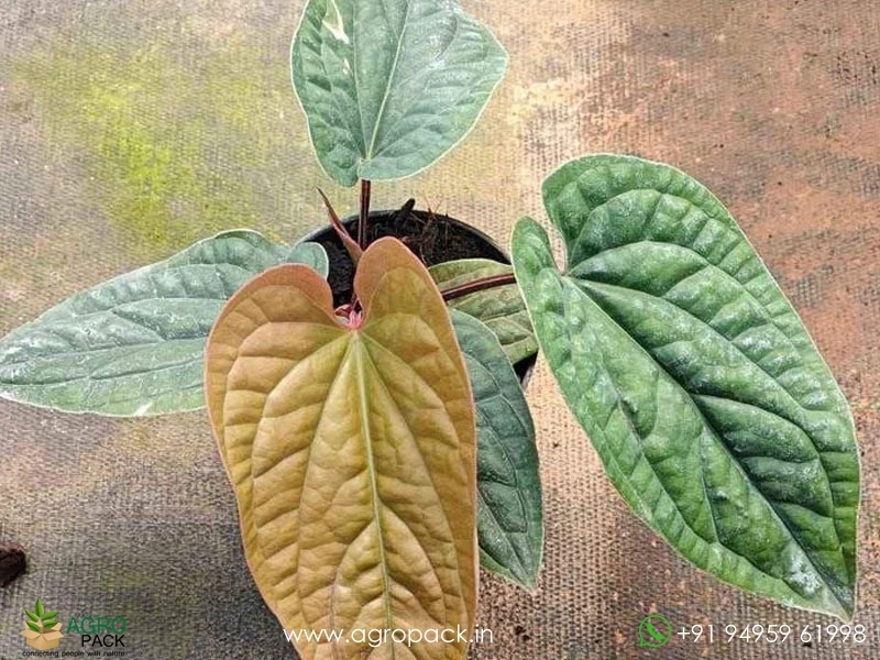 Anthurium-Laxurian-Hybrid3