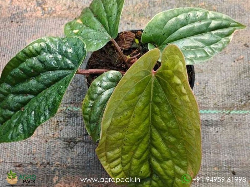 Anthurium-Laxurian-Hybrid4