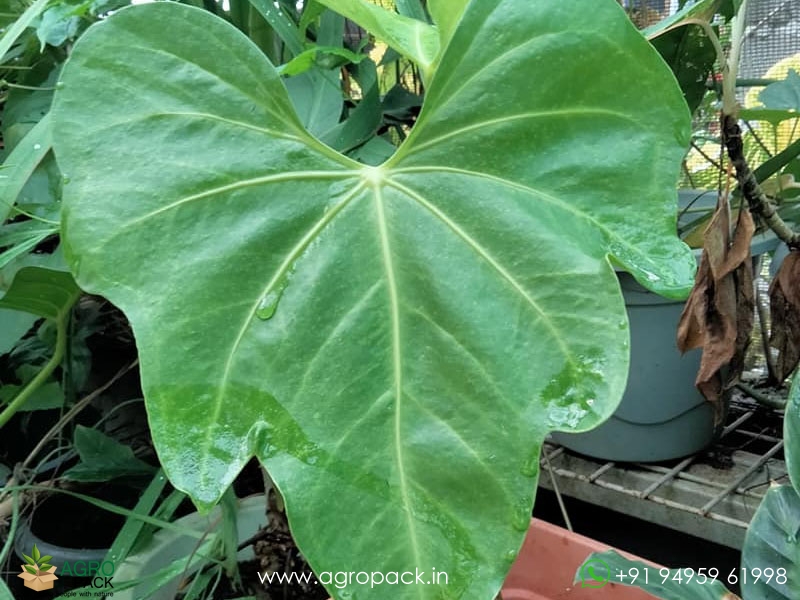 Anthurium-Macrolobium1