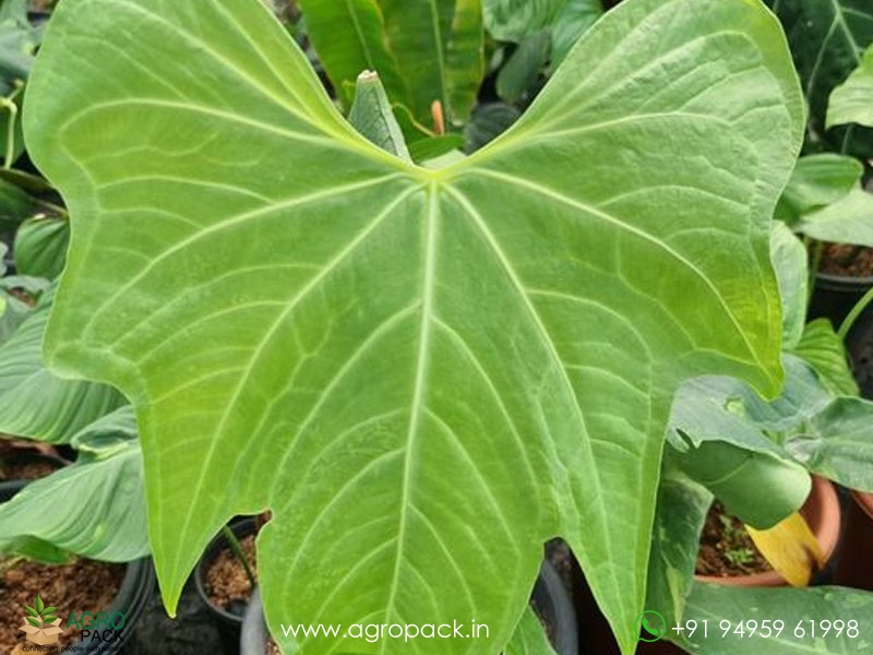 Anthurium-Macrolobium2