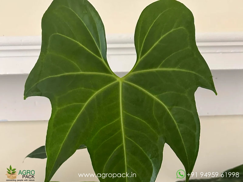 Anthurium-Macrolobium3