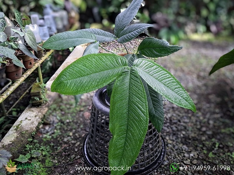 anthurium dortmund brackel Selected DocBlock Anthurium Michelle '1' X Black Widow '13' *4