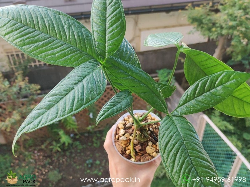 Anthurium Moonenii Plant For Sale In India | Online plant nursery