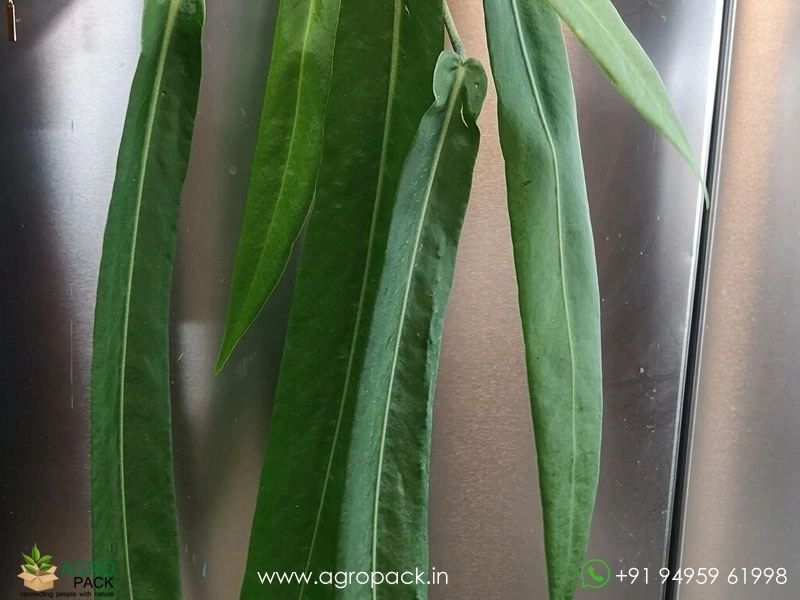 Anthurium-Pallidiflorum2