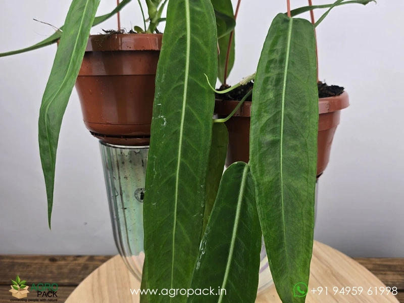 Anthurium-Pallidiflorum5