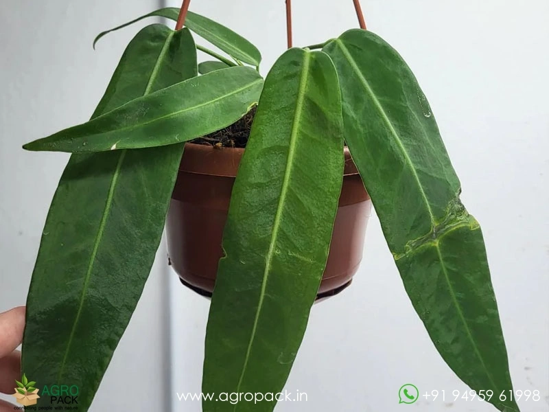 Anthurium-Pallidiflorum6