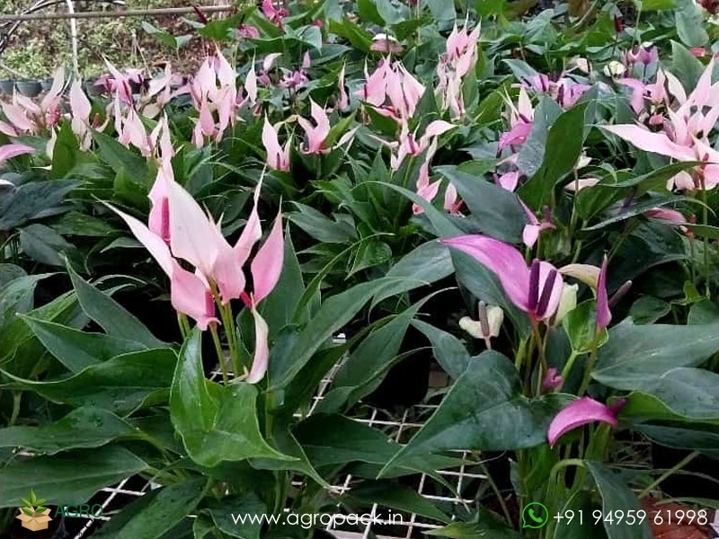 Anthurium-Pointed-Pink2