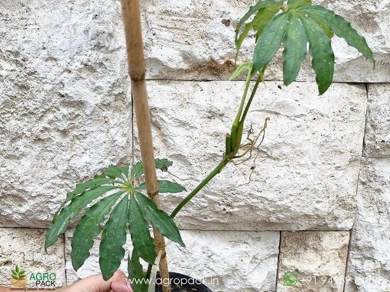 Anthurium Polystichum Plant For Sale In India | Online plant nursery