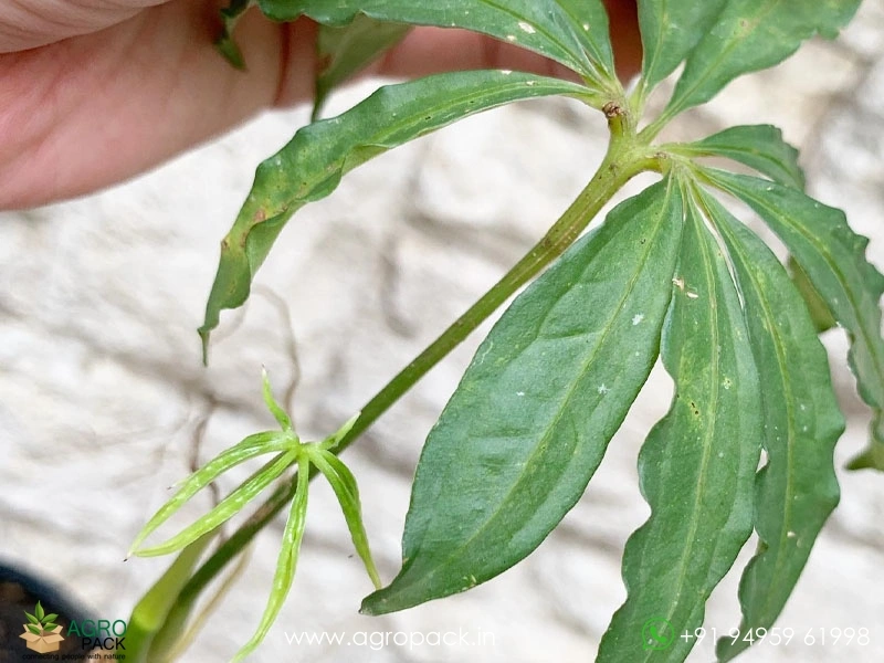 Anthurium-Polystichum2