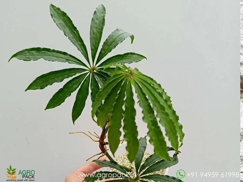 Anthurium-Polystichum4