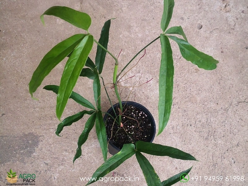Anthurium-Polystichum5