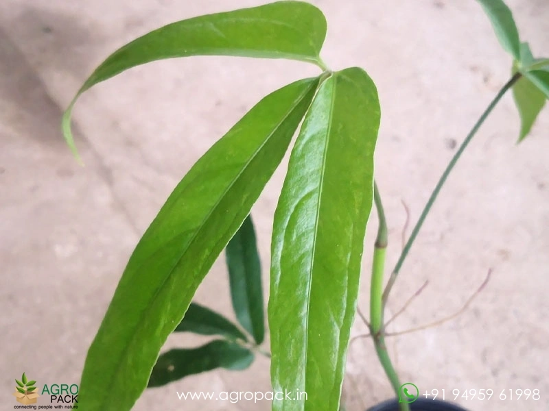 Anthurium-Polystichum6