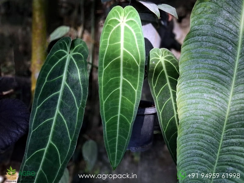 Anthurium-Queen-Warocqueanum-Dark-Narrow3