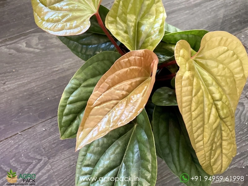 Anthurium-Radicans-×-Luxurians3