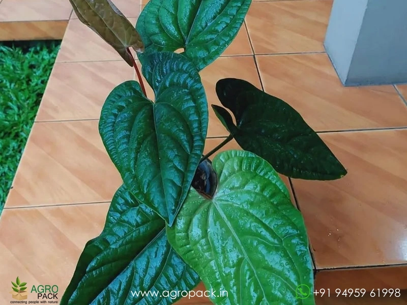 Anthurium-Radicans-×-Luxurians4