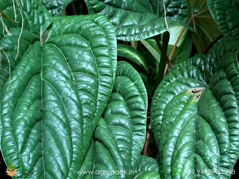 Anthurium-Radicans-×-Luxurians5
