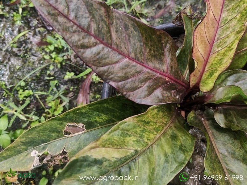 Anthurium-Tricolor-Hookeri1