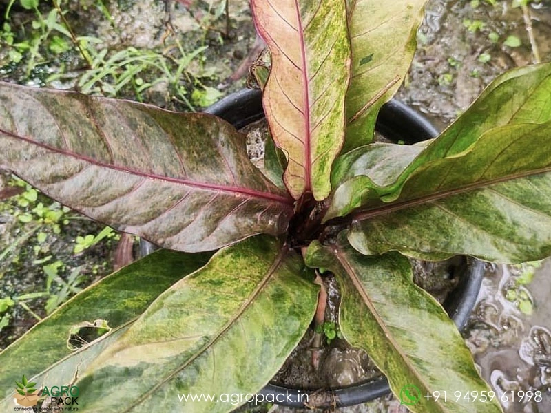 Anthurium-Tricolor-Hookeri2