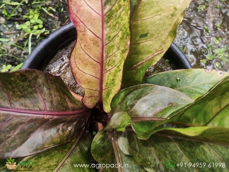 Anthurium-Tricolor-Hookeri3