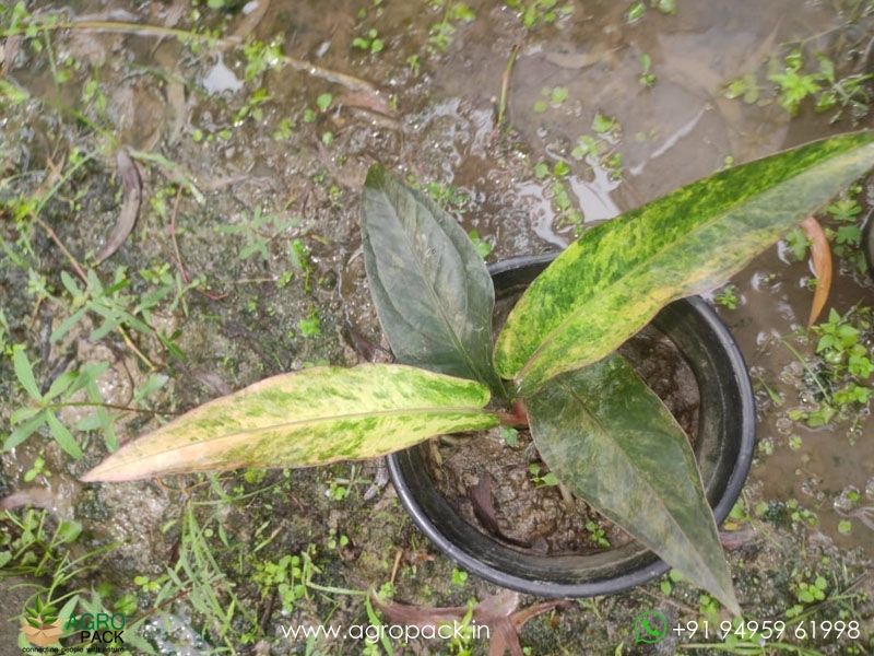 Anthurium-Tricolor-Hookeri4