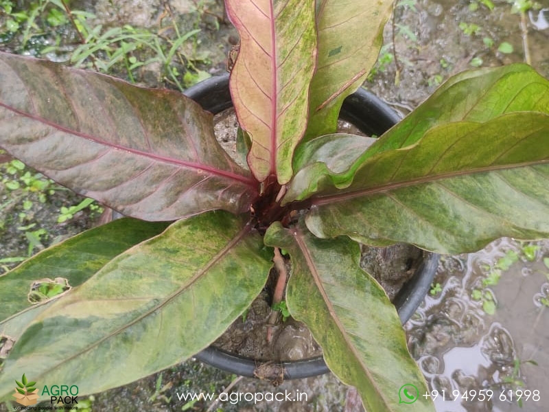 Anthurium-Tricolor-Hookeri5