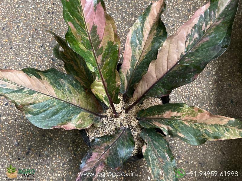 Anthurium-Tricolor-Hookeri6