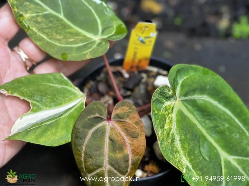 Anthurium-Variegated-Hybrids3