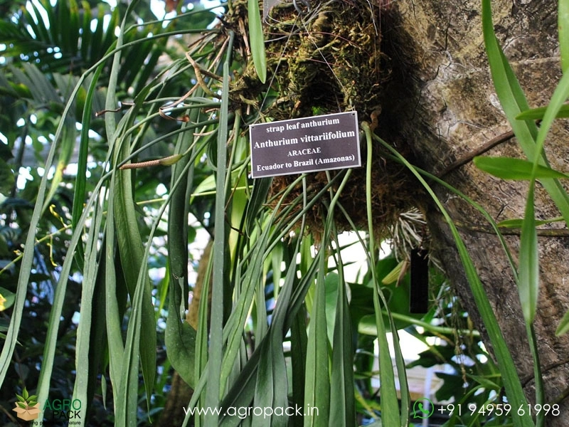 Anthurium-Vitarifolium4