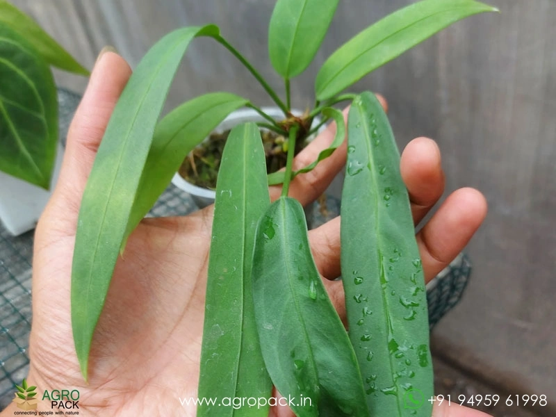 Anthurium-Vitarifolium5